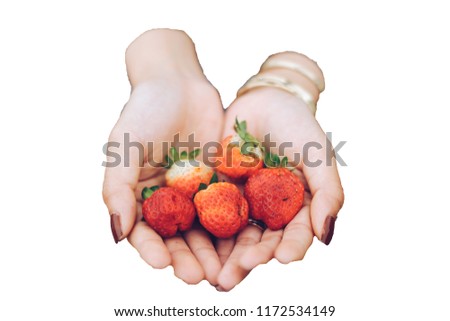 Fresh red strawberry in hand isolated on white background. Royalty high-quality free stock image of fresh strawberrys in hand in farm, Strawberry is a nutritious and popular fruit