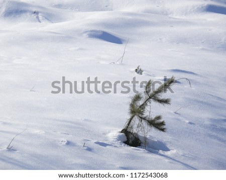Little fir surrounded by the snow