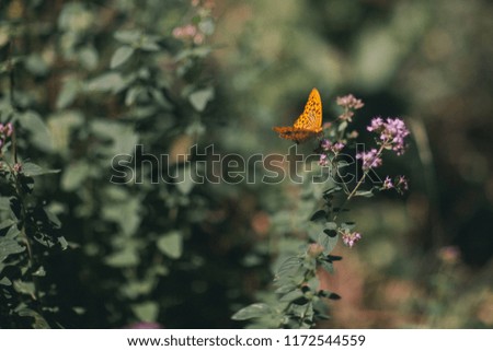 
Butterfly in the park