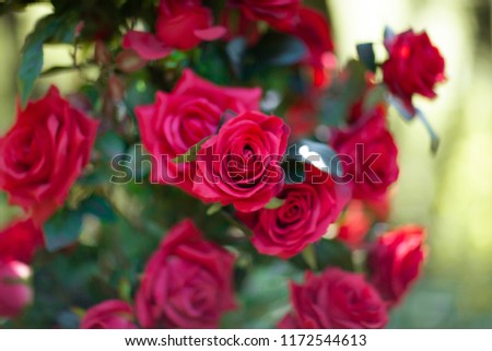 Red roses in then garden 