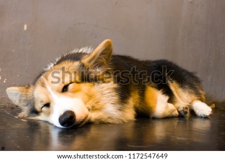 A corgi sleeping soundly on the floor