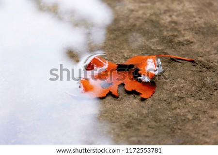 Autumn leaf on the water. Sheet as a symbol. 
