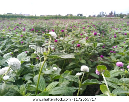 Ratna flower background, flowers planted in rice fields, blue, white and pink