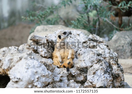 Funny small meerkat