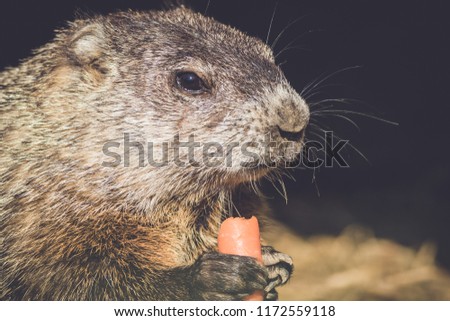 Young Groundhog (Marmota Monax) munches on a carrot in vintage settting