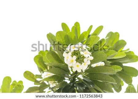 Nature pattern of blossoming white Frangipani flower on soft green color in blur style. Spring landscape of yellow and white Plumeria flower. Close up of Bright spring flowers for spa and therapy