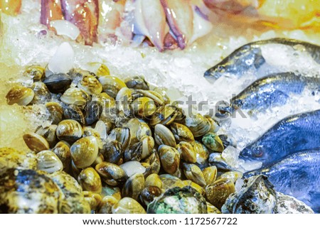 set of venus shell (Meretrix lyrata) crushed ice freshness preservation marine delicacies fish asia tray background