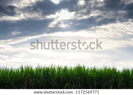 Nature Creativity world /Sky / Cloud / Sugarcane