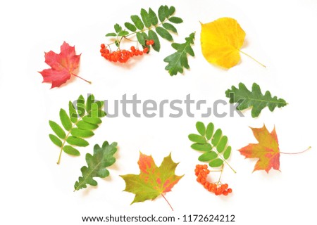 Red, green and yellow autumn leaves. Beautiful natural round frame. Fall season design mockup