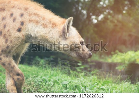 Behavior of spotted hyena under sunlight