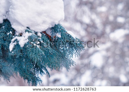 Green branches of a thuja tree under the snow. Winter Christmas landscape,