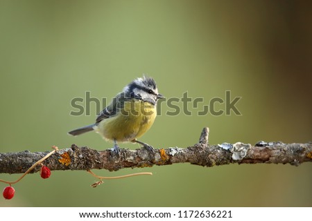Eurasian blue tit (Cyanistes caeruleus) perched on a branch with the background out of focus