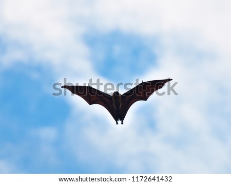 Silhouette of a big fruit eating bat against cloudy blue sky.