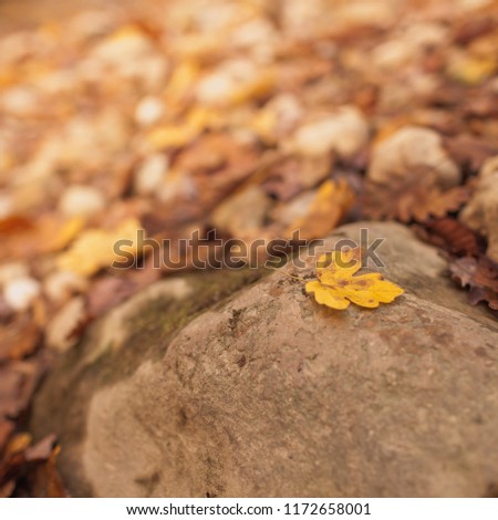 Background picture. Autumn yellow leaf on a blurred background