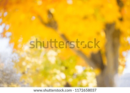Blured background picture. Autumn trees with beautiful yellow leaves