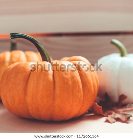 Autumn orange and white pumpkins thanksgiving halloween background wooden box with copy space. Square Template for fall harvest mood text