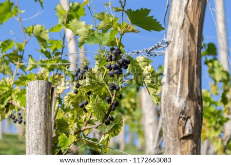 Vine grapes on a german vine fruit plantation