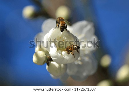 Macro photo of worker bees collecting pollen from white damask flower
