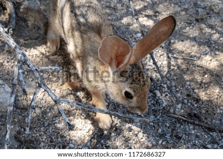 Young desert cottontail bunny rabbit in the Sonoran desert outside near Tucson, Arizona. Summer of 2018.