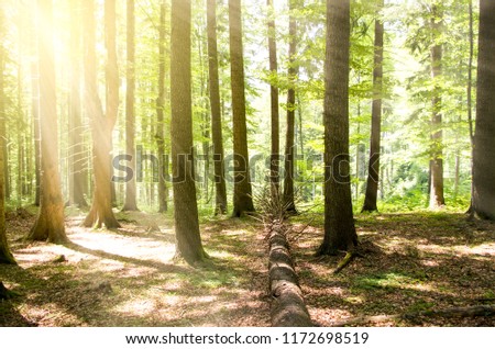 beautiful forest landscape in the morning