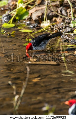 Yellow billed Cardinal photographed in Corumba, Mato Grosso do Sul. Pantanal Biome. Picture made in 2017.
