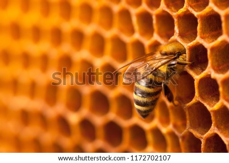 Bee on honeycomb. Royalty-Free Stock Photo #1172702107
