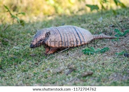 Six banded armadillo photographed in Corumba, Mato Grosso do Sul. Pantanal Biome. Picture made in 2017.