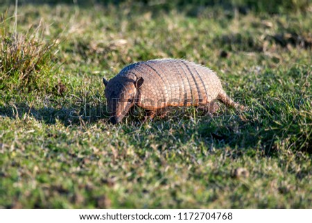 Six banded armadillo photographed in Corumba, Mato Grosso do Sul. Pantanal Biome. Picture made in 2017.