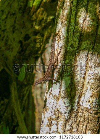 A salamander on a tree in the jungle of Cuba