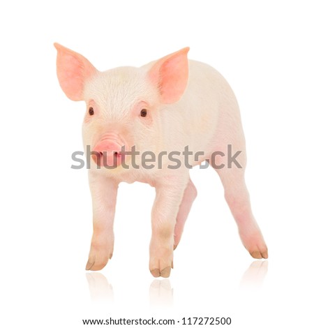 Pig who is represented on a white background