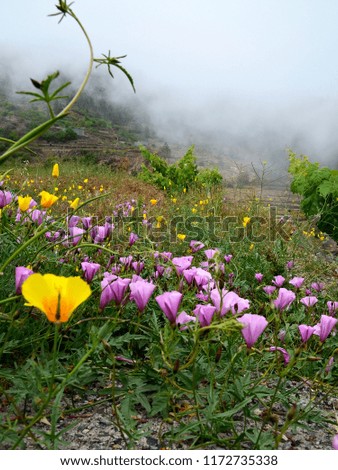 Beautiful view of Vilaflor mountain village with yellow Eschscholzia californica and pink Convolvulus flowers in the foreground, Tenerife,Canary Islands,
Spain.Travel concept.