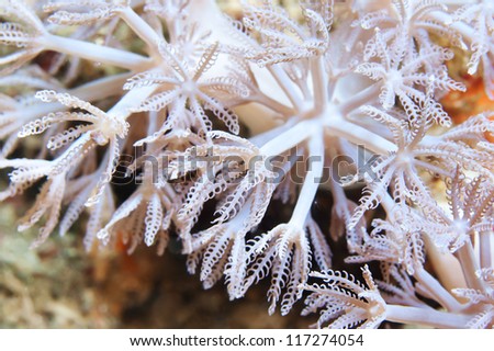 Tree fern coral