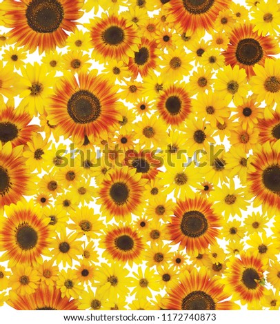 Photo-Real Seamless Repeating Sunflower Pattern. This bright and sunny photo repeats and makes a fun background.