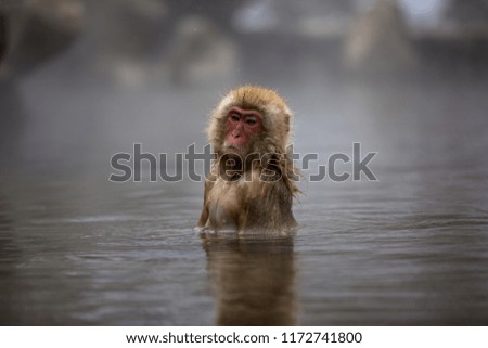 some macaque apes take a bath with the family in asia japan
