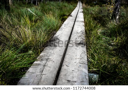 Wooden path in a tropical  forest .Hiking trail in the swamp with green leaves..