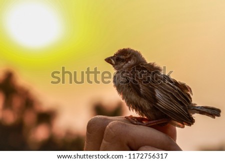 Sparrow at sunset 