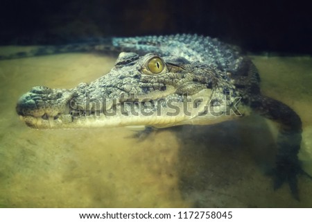 the crocodile comes out of the water