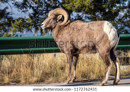 A Bighorn sheep (Ovis canadensis) standing on the road next to a guardrail in near Radium Hot springs in British Columbia Canada Royalty-Free Stock Photo #1172762431
