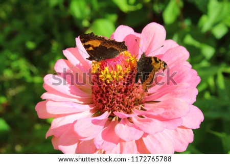 Butterfly hives sitting on a beautiful large flower. Close-up. Background.