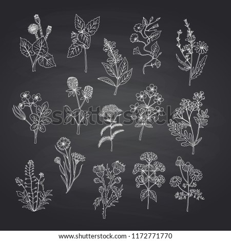Vector hand drawn medical herbs set isolated on black chalkboard background illustration, herb nature sketch