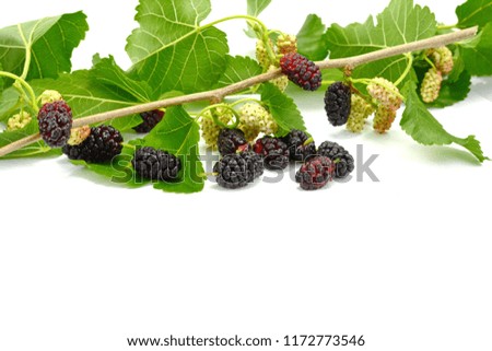 Mulberry with leaf Isolated on white background. Mulberry branch.