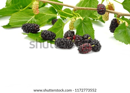Mulberry with leaf Isolated on white background. Mulberry branch.