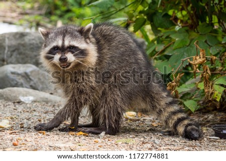 raccoon showing an angry pose to you in the park Royalty-Free Stock Photo #1172774881