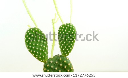 Beautiful Cactus green with Copy space white background.
