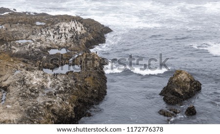 Cormorants Resting on Rocks off of Tomales Bluff, Point Reyes National Seashore, California