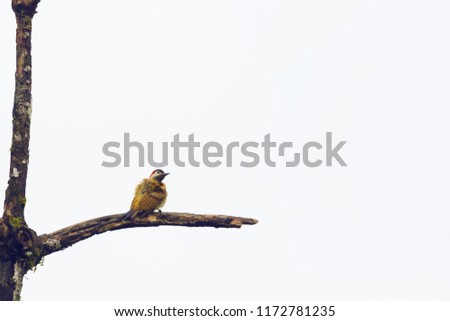 Veniliornis dignus bird