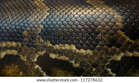 Picture of a snake skin with an interesting pattern