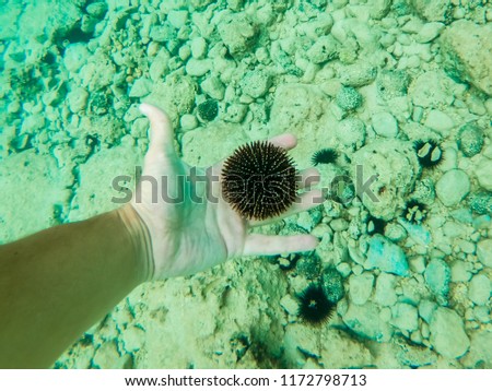 Underwater photo of tourist holding sea urchin in Adriatic sea
