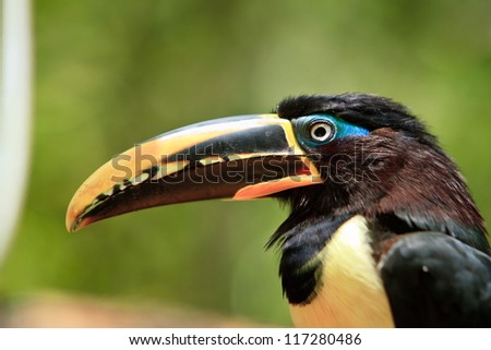 The  toucan resting by a tree a close up