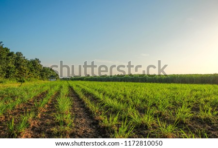 Integrated Farming System picture of hay field for feeding cattle in farm and sugar cane field at background in the evening sunset.  